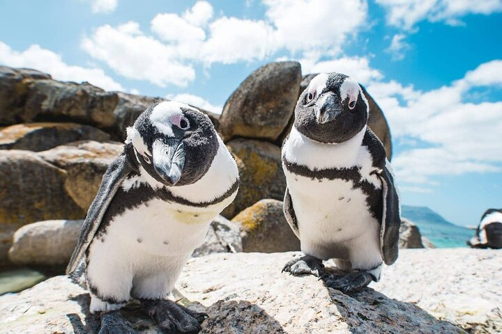 Boulders Beach Penguin Colony Tour - Photo 1 of 18